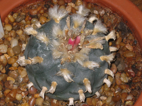 Lophophora Williamsii full of seed pods
